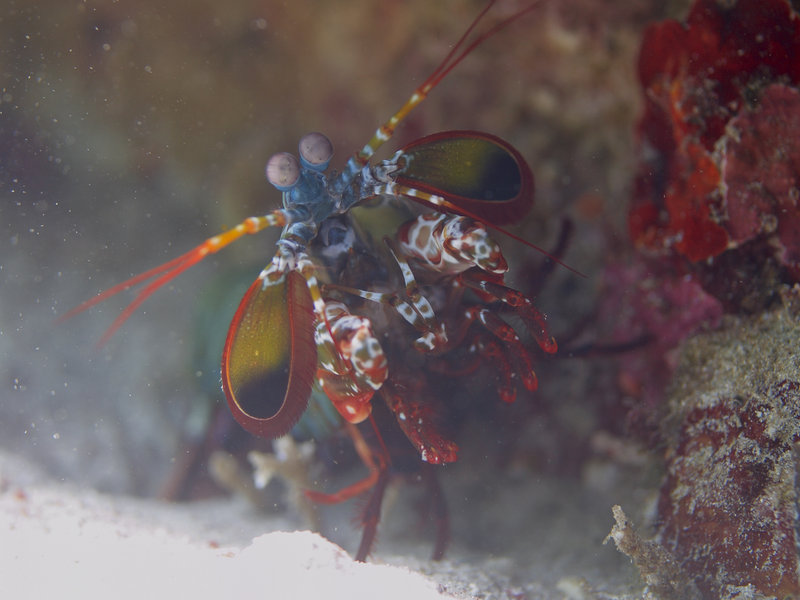 Smashing Mantis Shrimp, Sabang Wreck